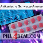 African Black Ant new14